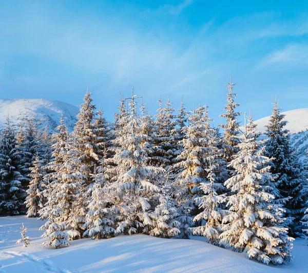 冬の日の出の光の中で雪に覆われたモミの木と山の風景 — ストック写真