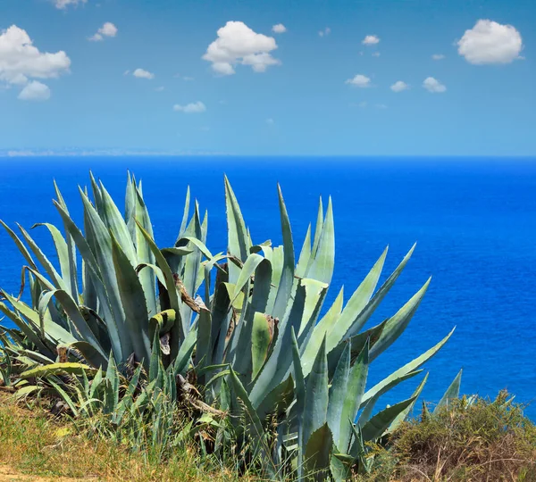 Agave Plant Summer Sea Coast — Stock Photo, Image