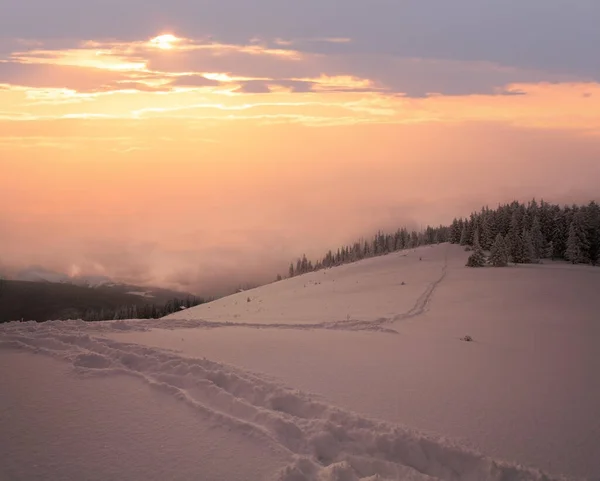 Χειμωνιάτικο Απόγευμα Ηρεμήσει Ορεινό Τοπίο Έλατα Πλαγιά Kukol Όρος Καρπάθια — Φωτογραφία Αρχείου
