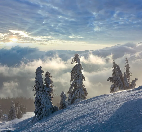 Besneeuwde Spar Bomen Ochtend Winter Berg Helling Bewolkt Winderig Weer — Stockfoto