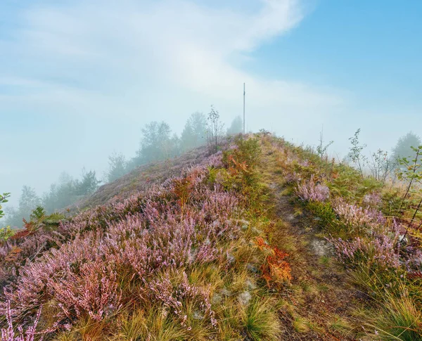 霧の深い早朝露滴野生の山草が茂った草原野生のライラック ヘザーの花とクモの巣 — ストック写真