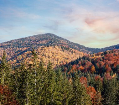 Sonbahar Karpat Dağları peyzaj (Stara Guta, Ivano-Frankivsk oblast, Ukraine).