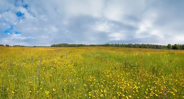 開花の野生の花と夏の草原 — ストック写真