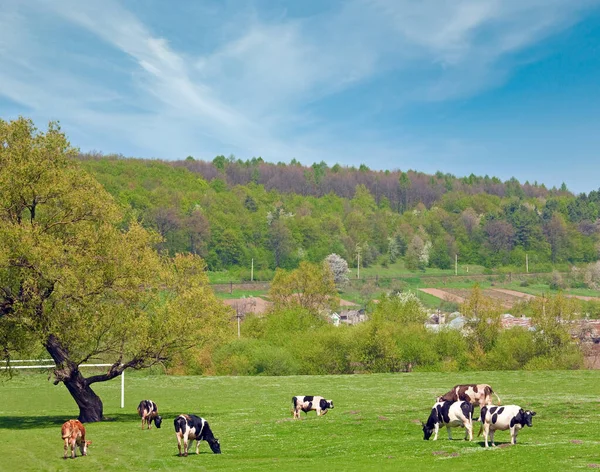 带有村庄和奶牛的春天乡村风景 乌克兰利沃夫州 — 图库照片