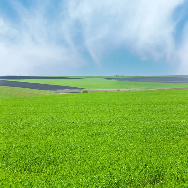 Beautiful Spring Wheat Field Country Landscape — Stock Photo, Image
