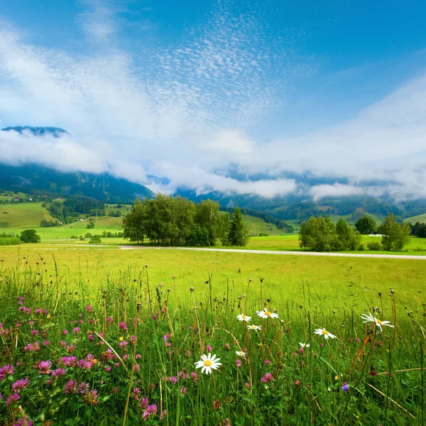 アルプスの山の牧草地静かな夏の景色 — ストック写真