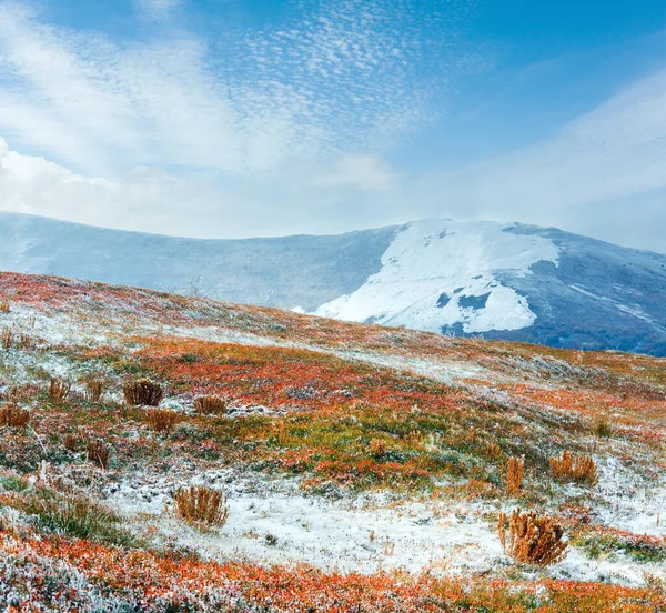 与第一次冬季雪和秋季色彩缤纷越橘灌木 月喀尔巴阡山 Borghava — 图库照片