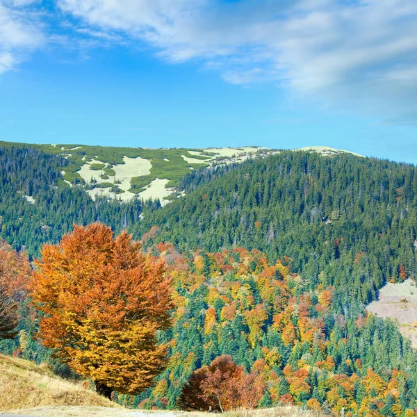 Солнечный Осенний Горный Лес Склоне Горы — стоковое фото