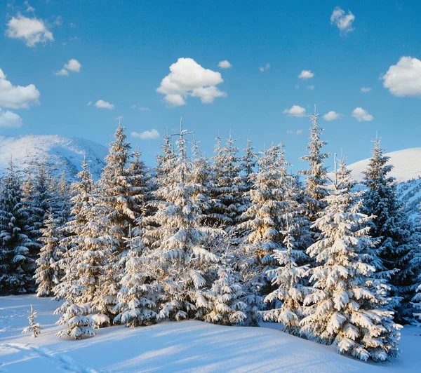 冬の日の出の光の中で雪に覆われたモミの木と山の風景 — ストック写真