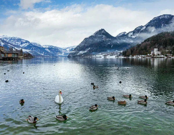 多云的冬季高山湖 Grundlsee 奥地利 天鹅和野鸭在水面上 — 图库照片