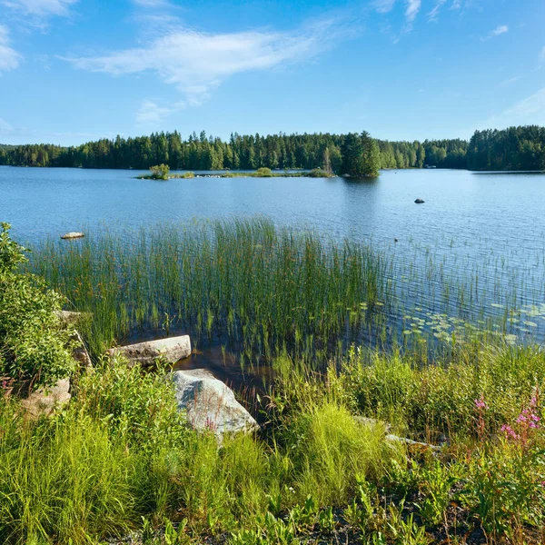 Літній Вигляд Лісом Краю Фінляндія — стокове фото