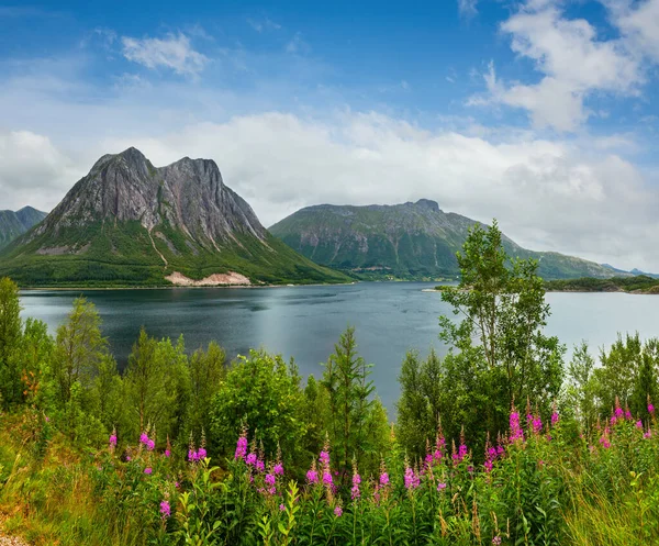 Fjord Zomer Bewolkt Uitzicht Met Bloeiende Wilde Roze Bloemen Aan — Stockfoto