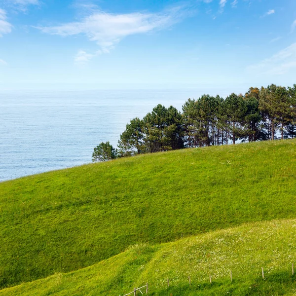 Stock image Pine trees on summer coast on sea background.