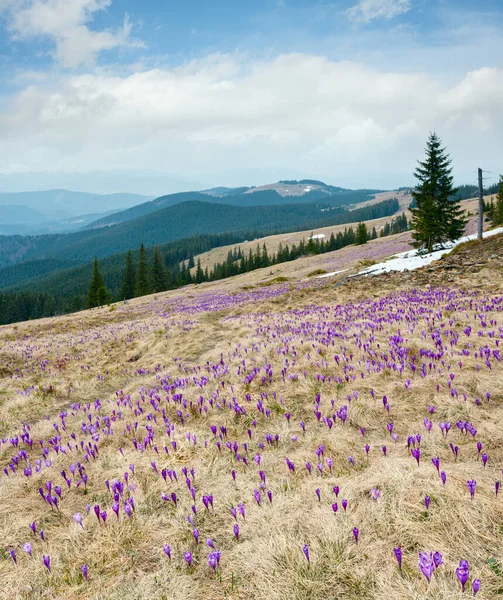 Цветущие Закрытые Фиолетовые Фиолетовые Цветы Crocus Heuffelianus Crocus Vernus Весной — стоковое фото