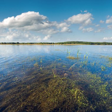 yaz su yüzeyinde bazı bitkileri ile rushy Göl Manzaralı