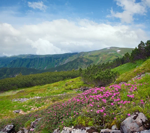 Różanecznik Różowy Kwiaty Zboczu Góry Lato Ukraina Karpaty — Zdjęcie stockowe