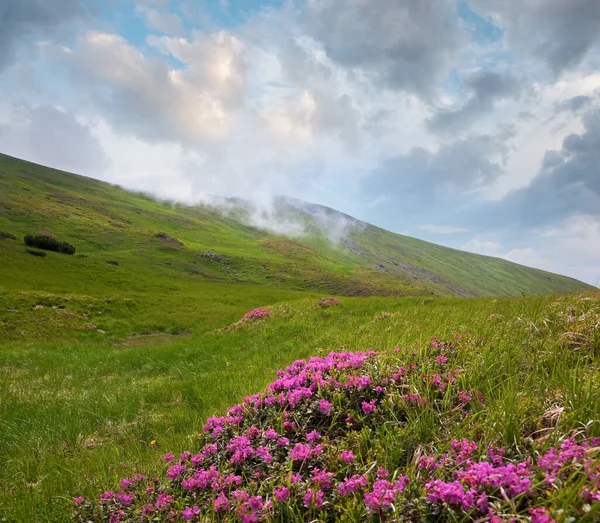 Λουλούδια Ροζ Rhododendron Στο Καλοκαίρι Βουνοπλαγιά Ουκρανία Καρπάθια Όρη — Φωτογραφία Αρχείου