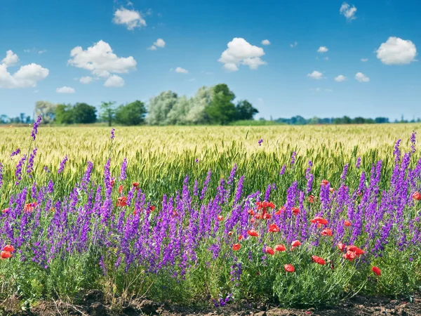 Letní Pšeničné Pole Krásnou Červenou Máku Fialové Květy — Stock fotografie