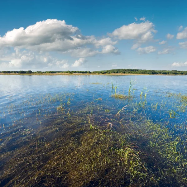 Letní Pohled Vladimir Jezero Některých Rostlin Vodní Ploše — Stock fotografie
