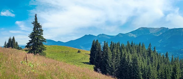 Letní Horské Panorama Kvetoucí Louky Vpředu Borový Les Svahu Karpatský — Stock fotografie