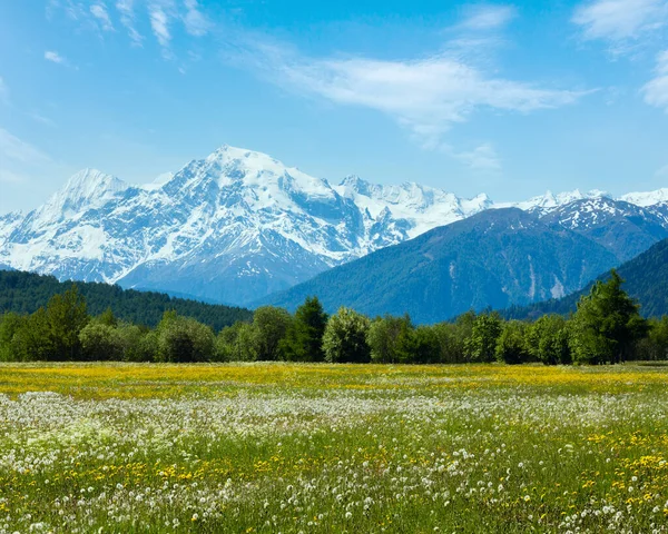 Létě Kvetoucí Pampeliška Alpská Louka Itálie — Stock fotografie