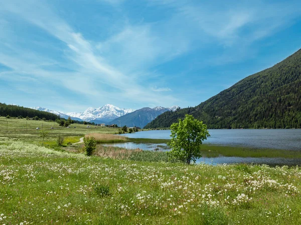 Lato Kwitnienie Mniszka Alpejska Łąka Włochy — Zdjęcie stockowe