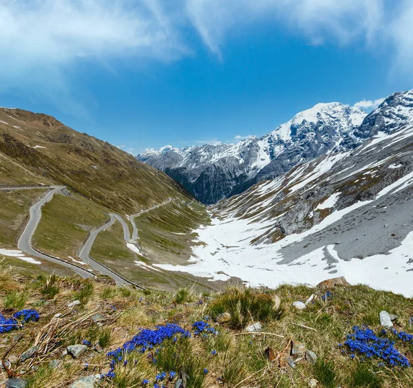 前面に青色の花と山と蛇の道 イタリアの雪で夏ステルヴィオ峠 — ストック写真