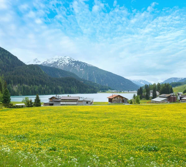 Zomer Land Landschap Met Davos Lake Paardebloem Weide Zwitserland — Stockfoto