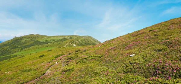 Red Rhododendron Flowers Summer Mountainside Panorama View — Stock Photo, Image