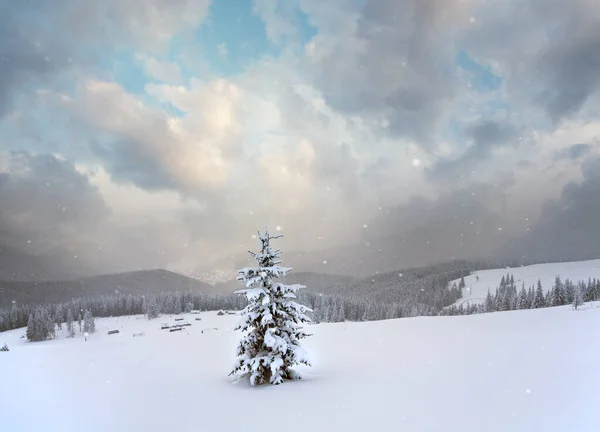 Winter Ruhige Berglandschaft Mit Schneefall Ang Schönen Tannen Hang Kukol — Stockfoto