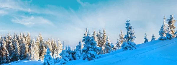 朝の冬の穏やかな山のパノラマ風景とモミの木が斜面に カルパティア山脈 ウクライナ — ストック写真