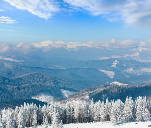 Ochtend Winter Kalm Berglandschap Met Prachtige Dennen Helling Kukol Mount — Stockfoto