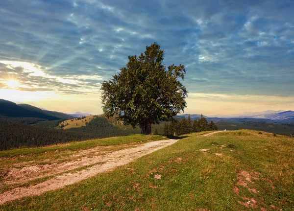 Sommer Berglandschaft Mit Landstraße Und Einsamem Baum — Stockfoto