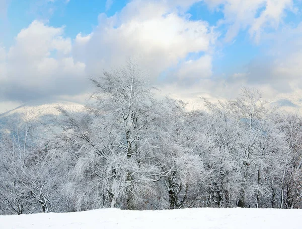 月山のブナ林縁最初の冬の雪で — ストック写真