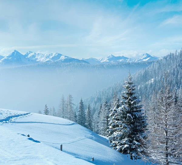 Ranní Zimě Mlhavá Horská Krajina Jehličnatého Lesa Svahu — Stock fotografie