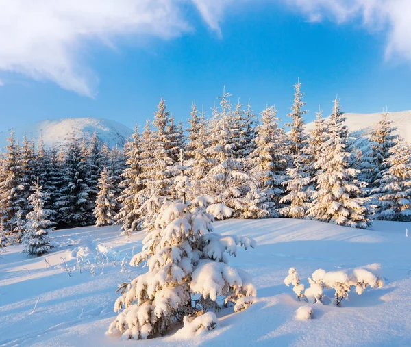 Ορεινό Τοπίο Δέντρα Χιόνι Κάλυψε Στο Πρώτο Πρωί Ηλιαχτίδες Χειμώνα — Φωτογραφία Αρχείου