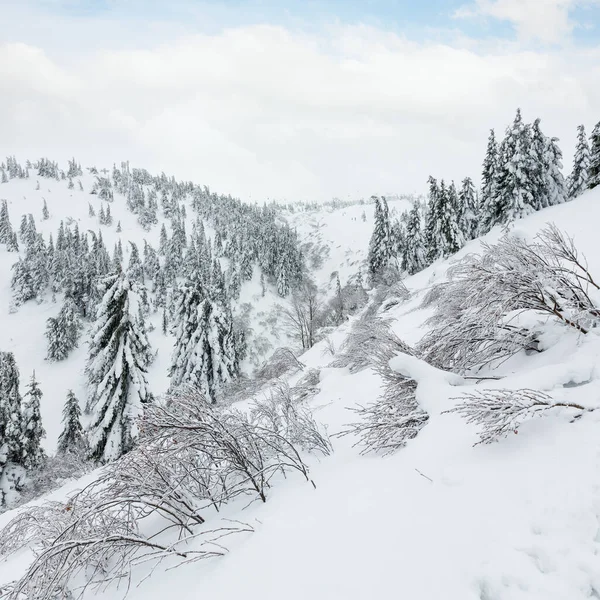 氷のような雪に覆われたモミの木や曇りの天候の冬の丘の上の茂み — ストック写真
