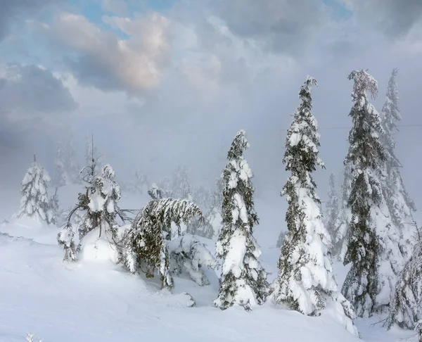 Inclined Icy Snowy Fir Trees Winter Hill Cloudy Misty Weather — Stock Photo, Image