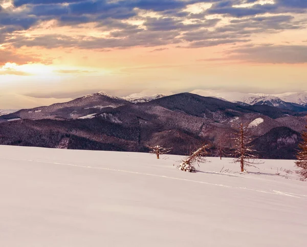 Vista Pitoresca Montanha Inverno Skupova Com Algumas Árvores Murchas Ucrânia — Fotografia de Stock