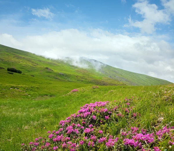 Różanecznik Różowy Kwiaty Zboczu Góry Lato Ukraina Karpaty — Zdjęcie stockowe