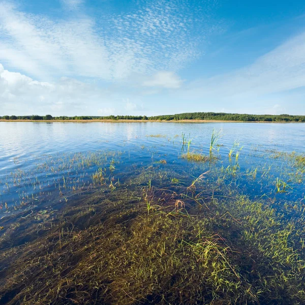 夏の水の表面にいくつかの植物のイグサの茂った湖ビュー — ストック写真
