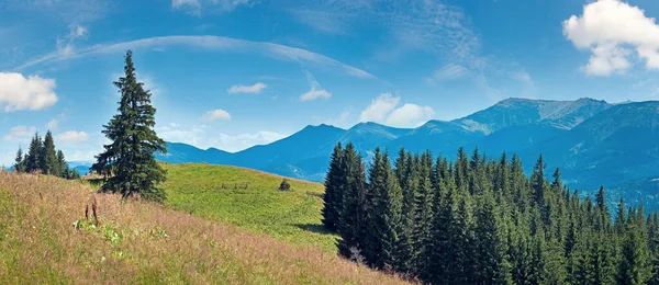 Verano Panorama Montaña Con Pastizales Florecientes Frente Bosque Abeto Pendiente — Foto de Stock