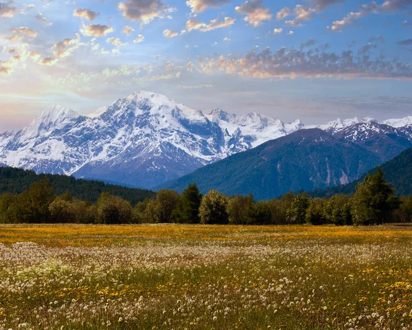 Lato Kwitnienie Mniszka Alpejska Łąka Włochy — Zdjęcie stockowe
