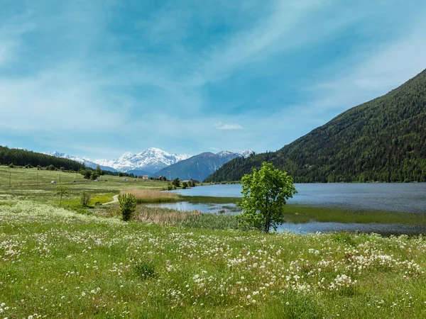 Verão Florescendo Dente Leão Prado Alpino Itália — Fotografia de Stock
