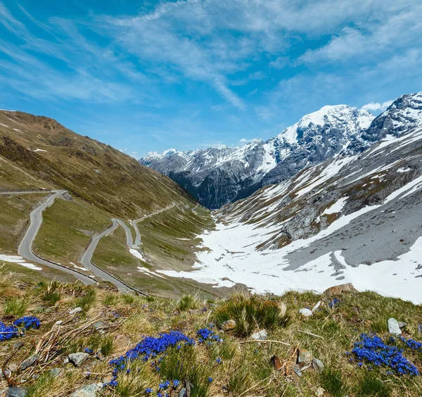 Blauwe Bloemen Voorgrond Zomer Stelvio Pass Met Sneeuw Berghelling Serpentine — Stockfoto