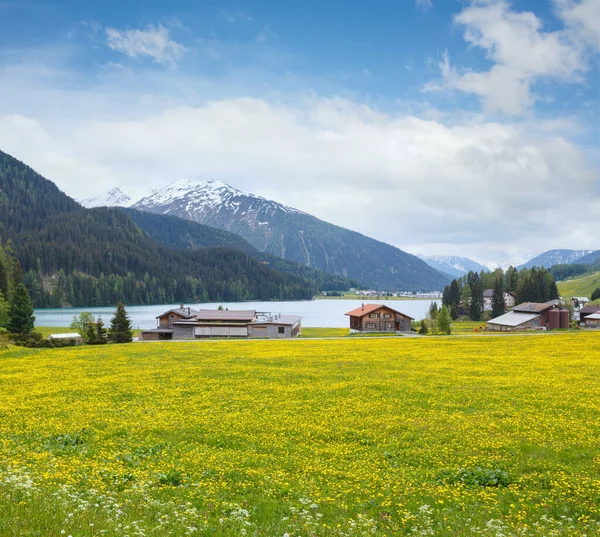 Paysage Estival Avec Lac Davos Prairie Pissenlits Suisse — Photo