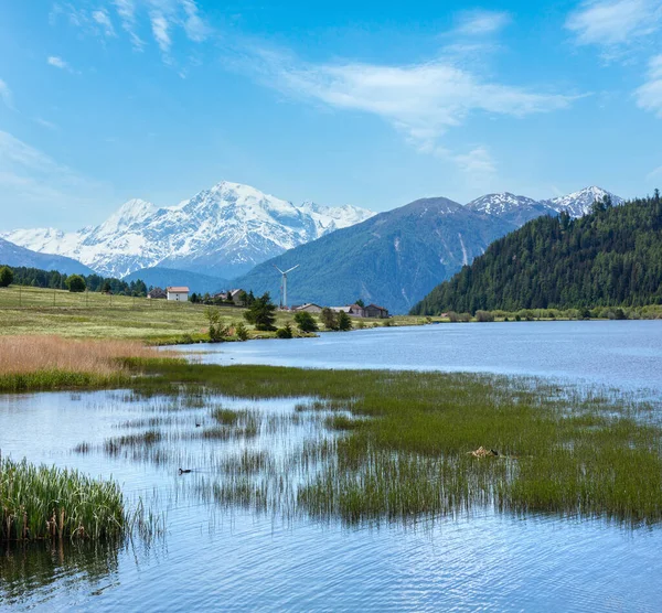 Sommaren Reschensee Med Blommande Maskros Alpina Äng Italien — Stockfoto