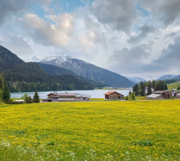 Paisagem Rural Verão Com Lago Davos Prado Dente Leão Suíça — Fotografia de Stock