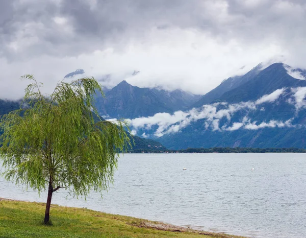 Lago Como Itália Vista Nublada Verão Com Árvore Solitária Costa — Fotografia de Stock