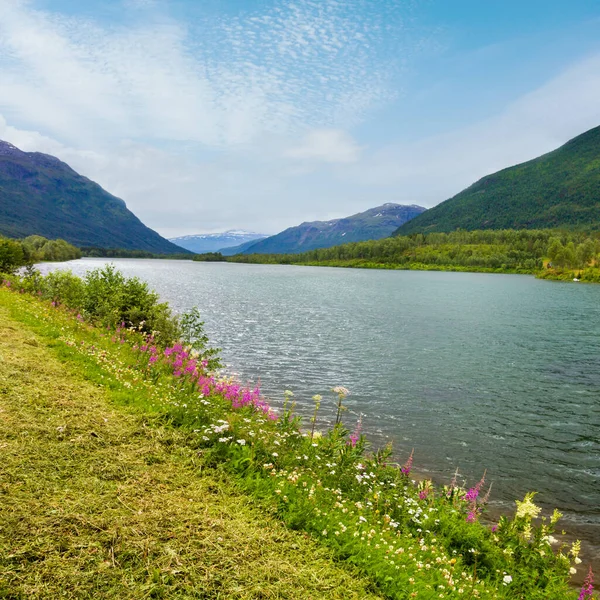 Sommer Senja Fjord Küstenblick Mit Blühenden Wilden Schönen Blumen Storelva — Stockfoto